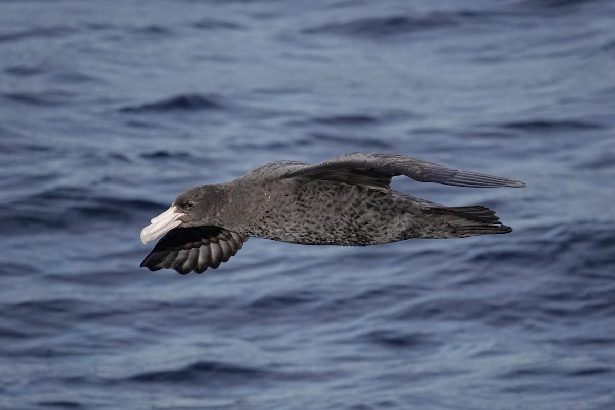 Southern Giant-Petrel - ML474452341