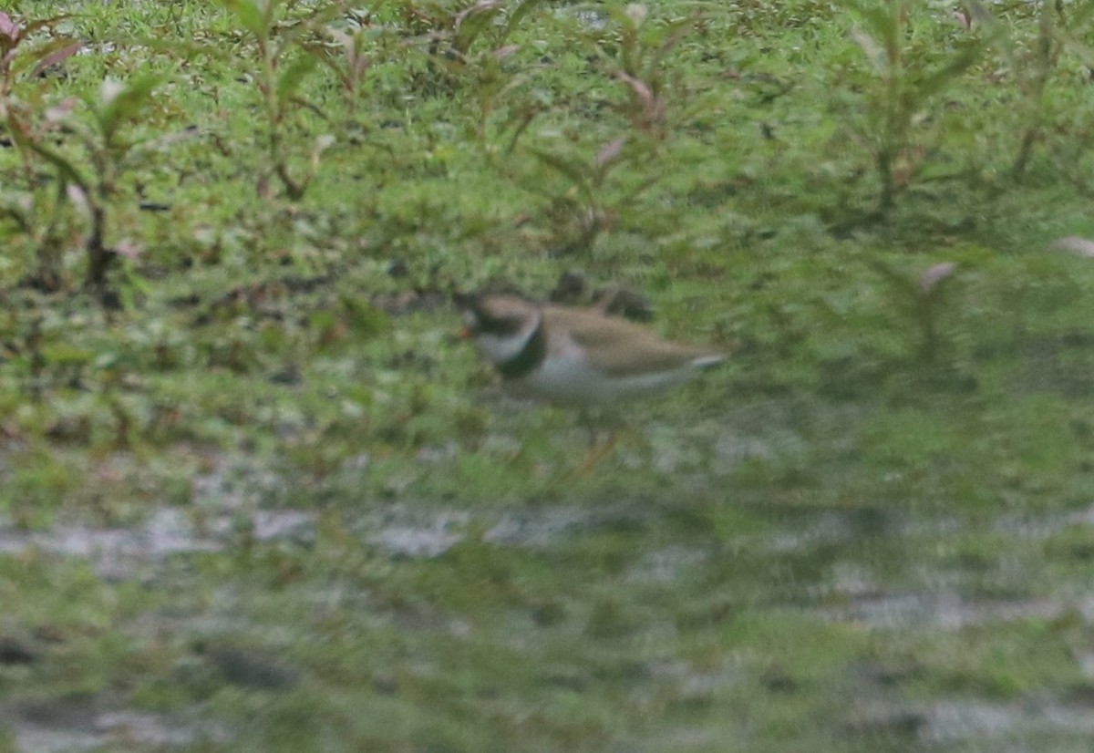 Semipalmated Plover - ML474452501