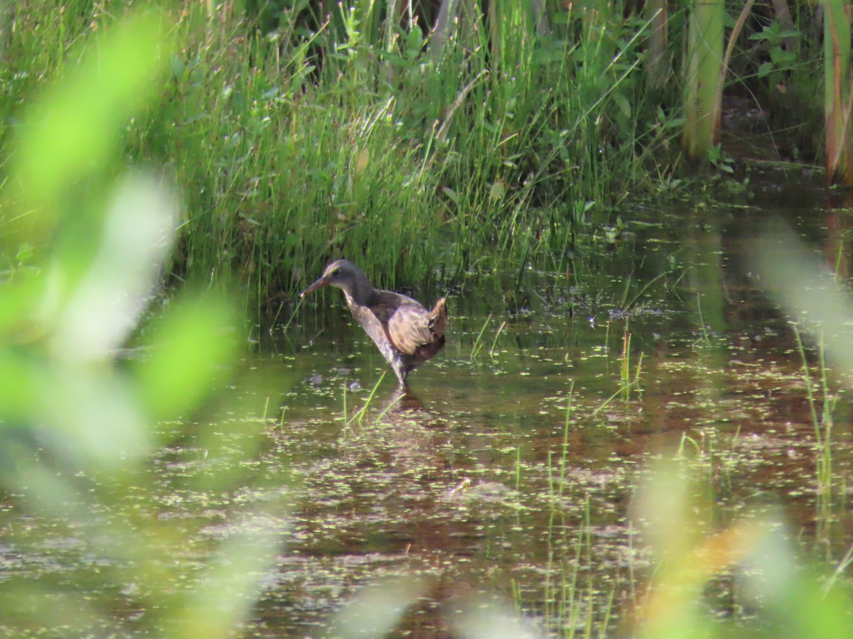 Virginia Rail - ML474452691