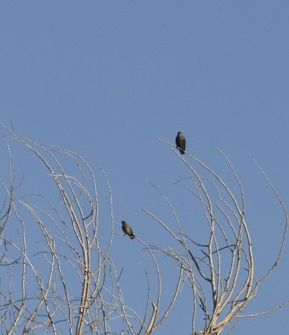 Red-winged Blackbird - ML474453741