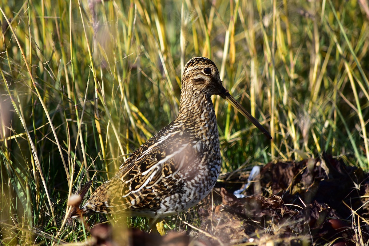 Magellanic Snipe - ML474453831