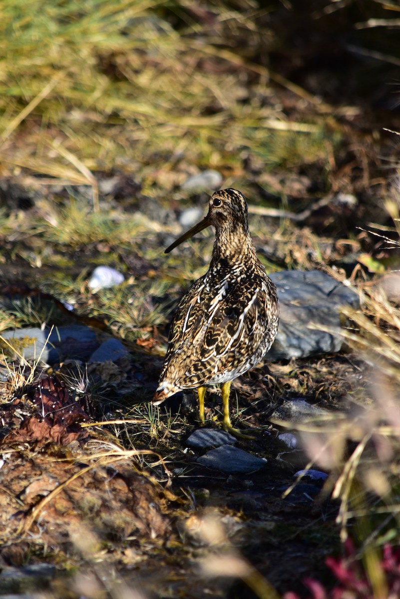 Magellanic Snipe - ML474453841