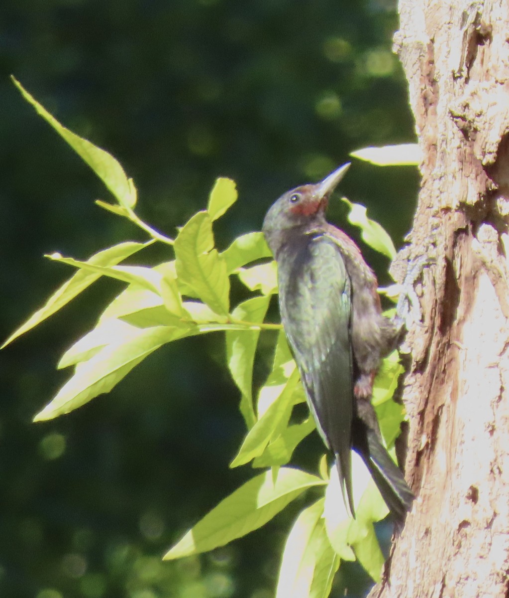 Lewis's Woodpecker - ML474453861