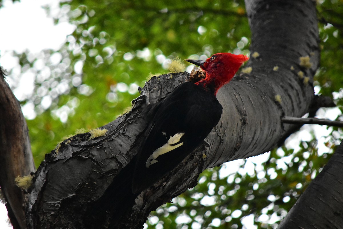 Magellanic Woodpecker - ML474453891