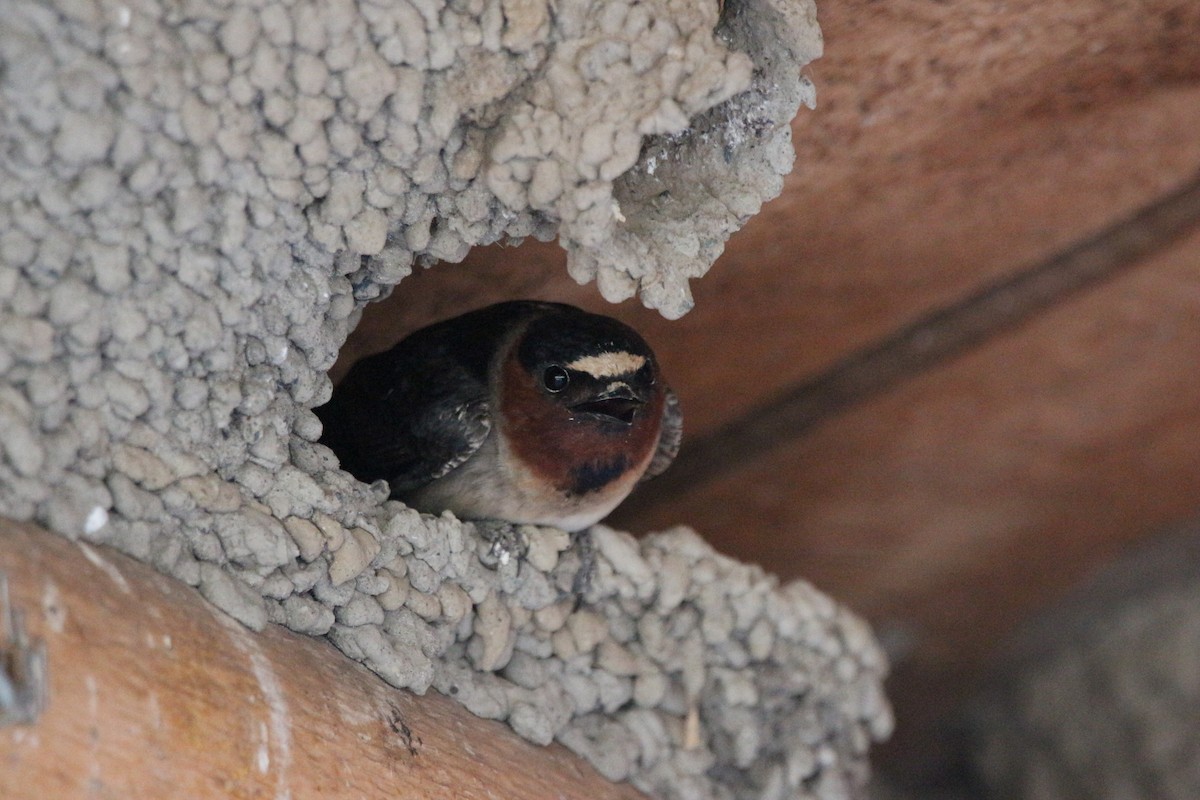 Cliff Swallow - ML474454071