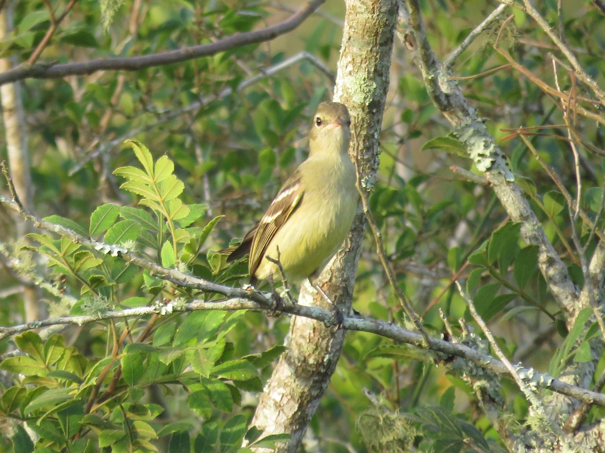 Small-headed Elaenia - Sandy Gallito