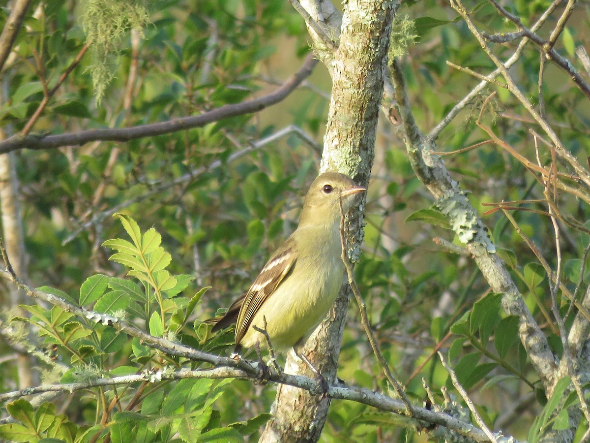 Small-headed Elaenia - Sandy Gallito