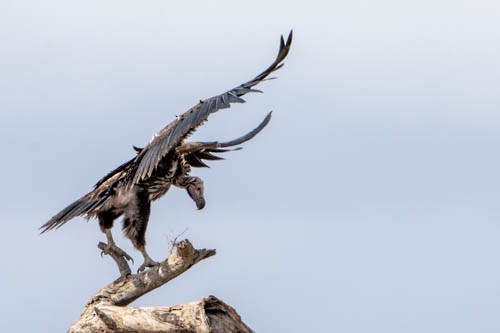 Lappet-faced Vulture - ML474455181