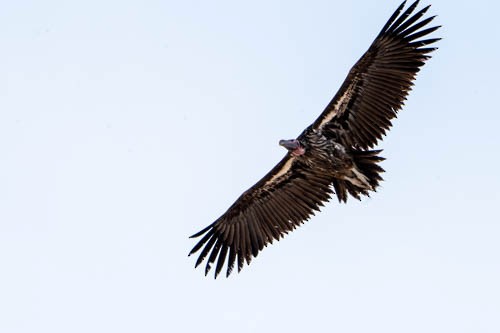 Lappet-faced Vulture - ML474455271