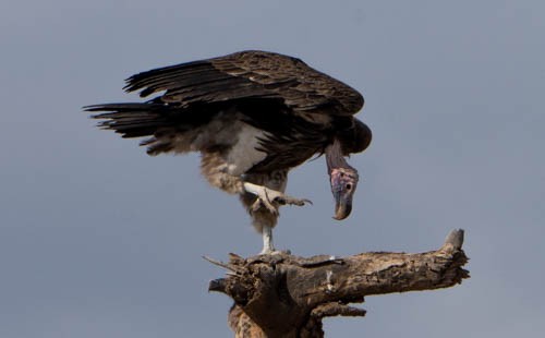 Lappet-faced Vulture - ML474455331