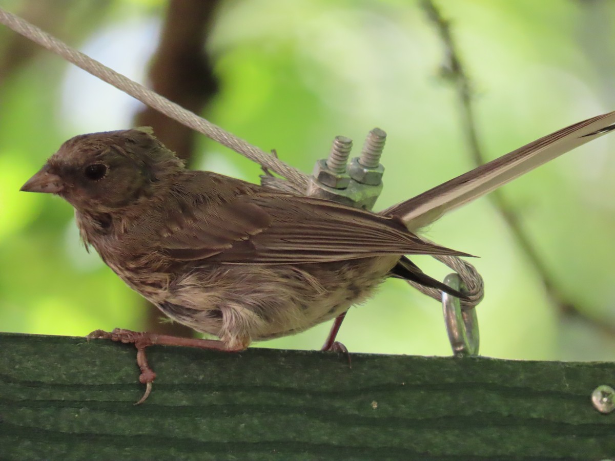 Junco Ojioscuro - ML474455391