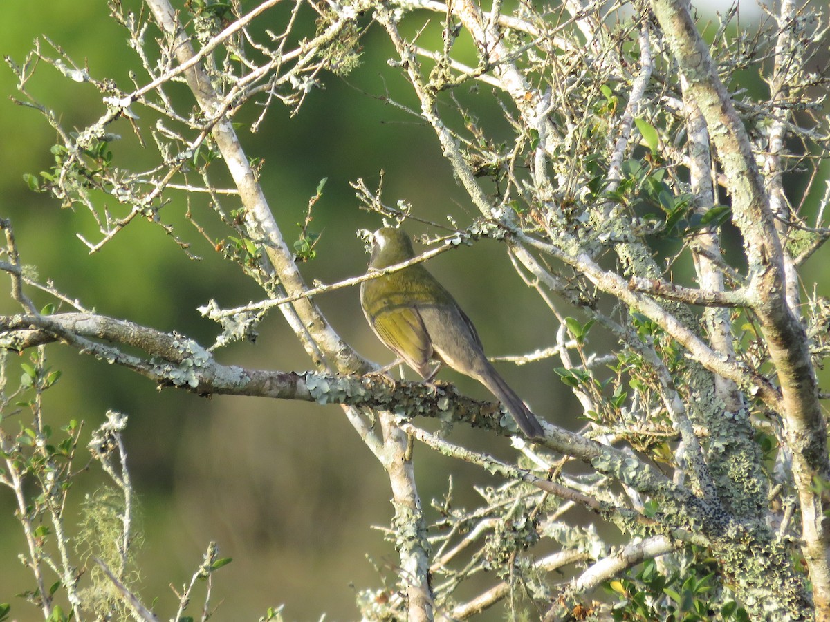 Green-winged Saltator - Sandy Gallito