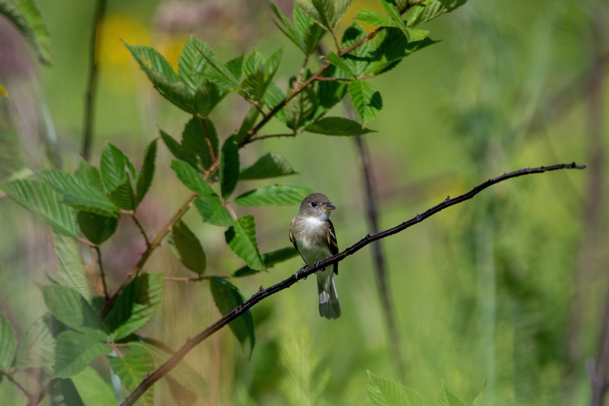 Willow Flycatcher - ML474455691