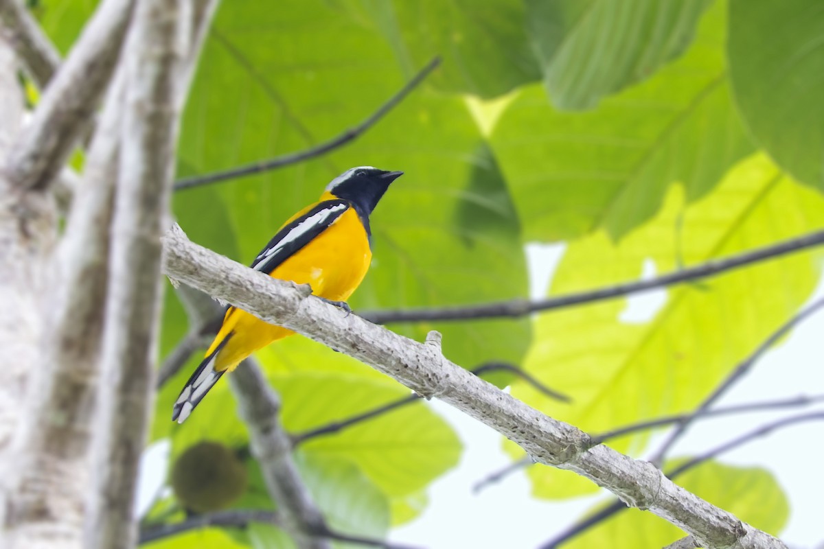 Golden Cuckooshrike - Bradley Hacker 🦜