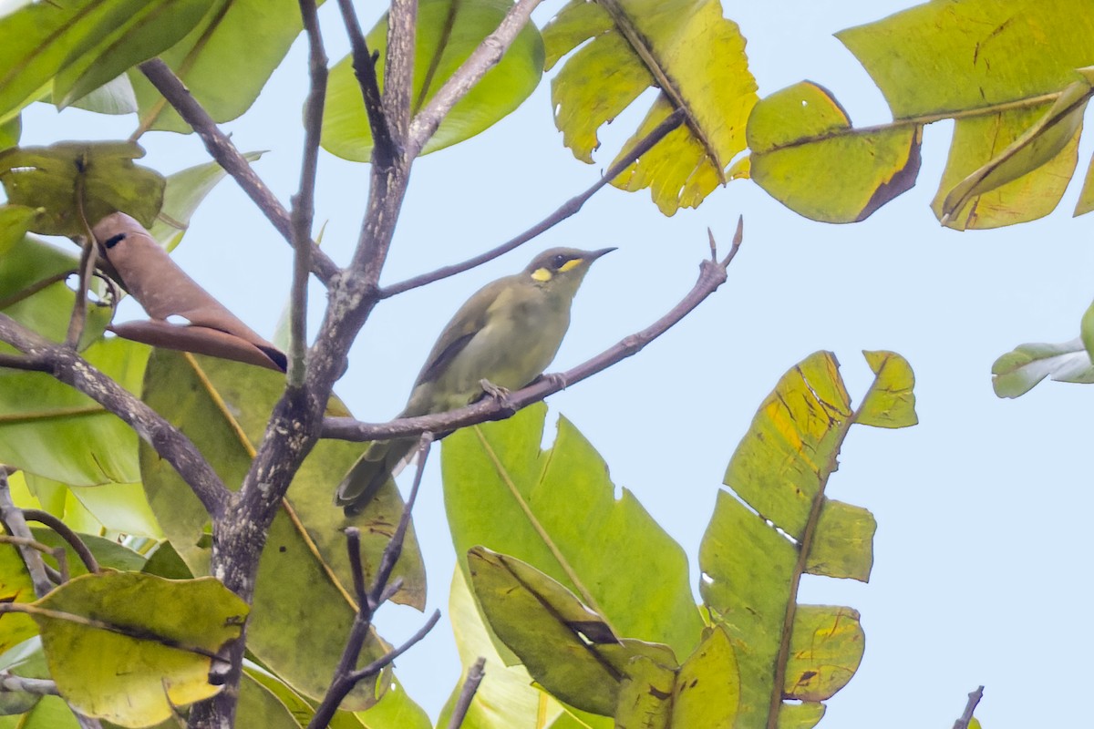 Yellow-gaped Honeyeater - ML474457041