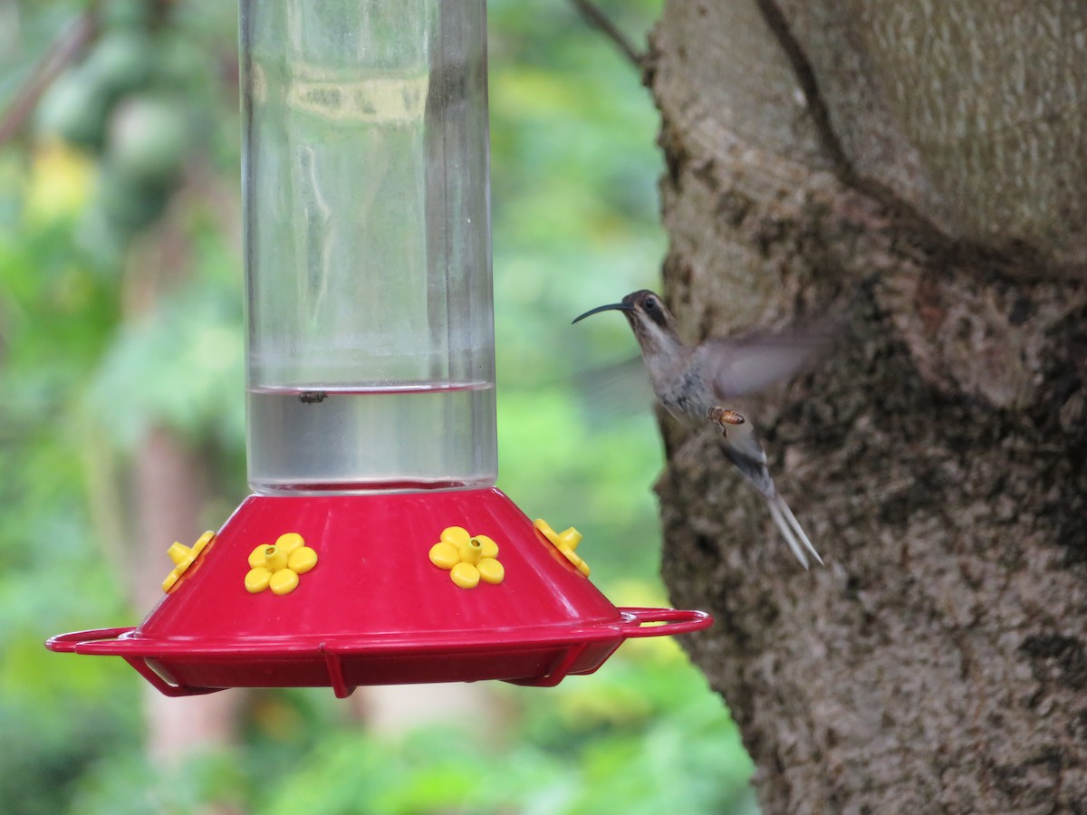 kolibřík světlebřichý - ML474457521