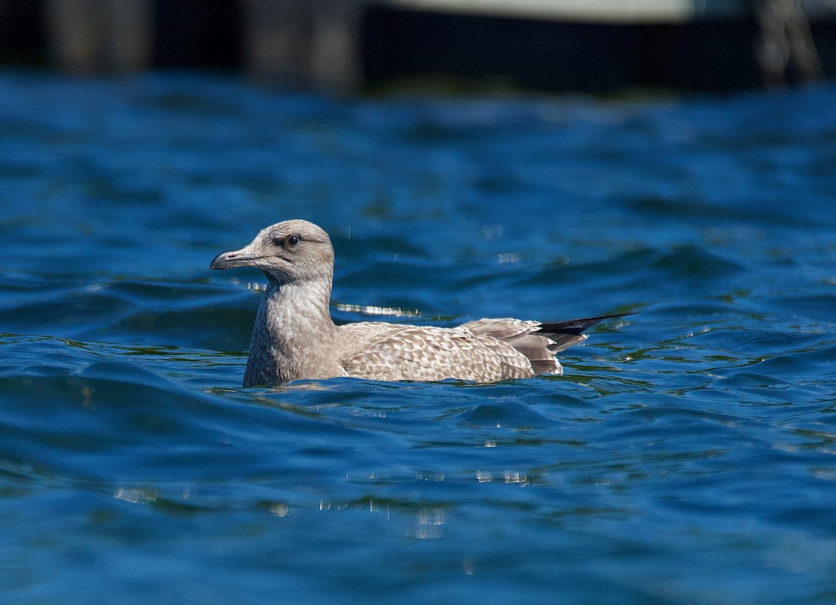 Herring Gull - ML474457821