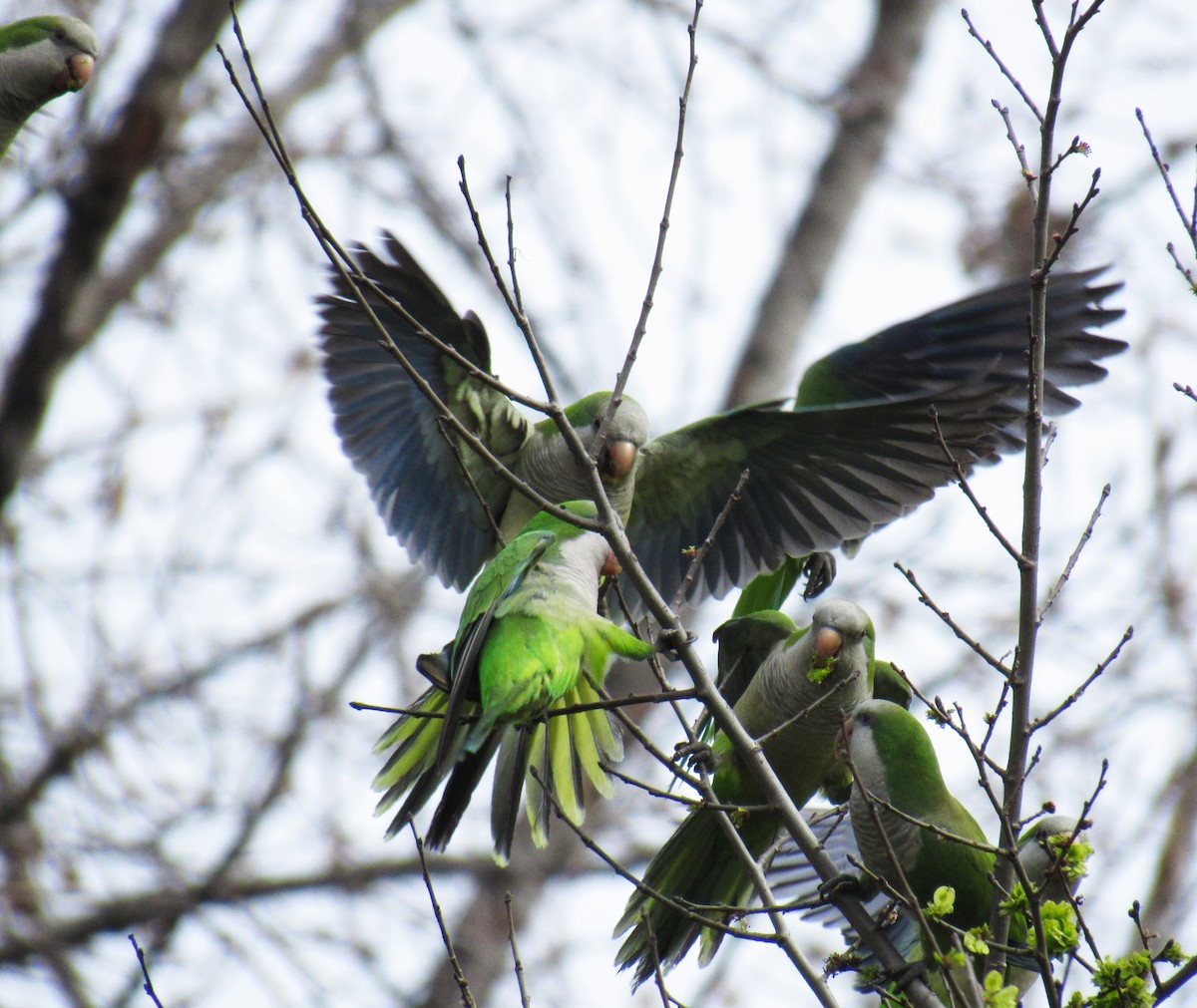 Monk Parakeet - ML474458971