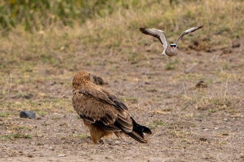 Crowned Lapwing - ML474459161