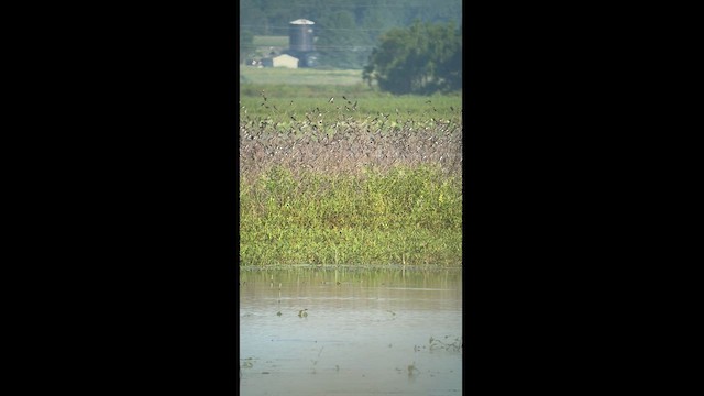 Tree Swallow - ML474459381