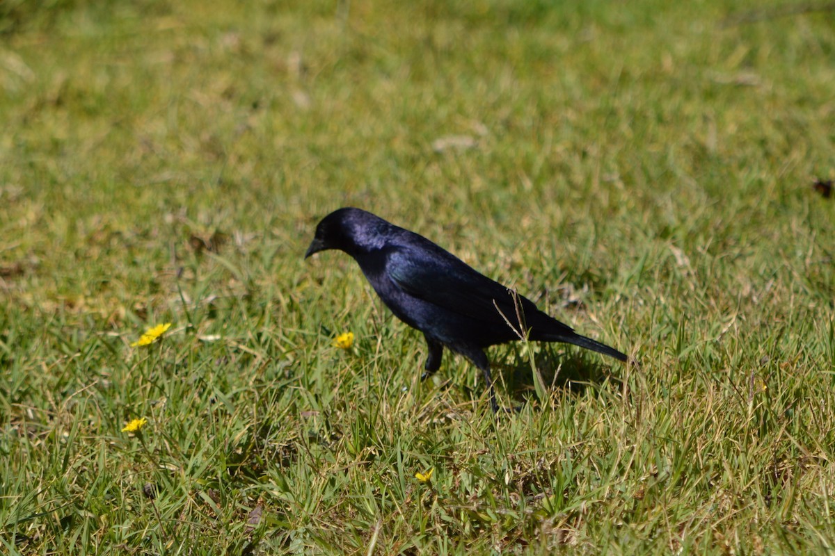 Shiny Cowbird - ML474459591