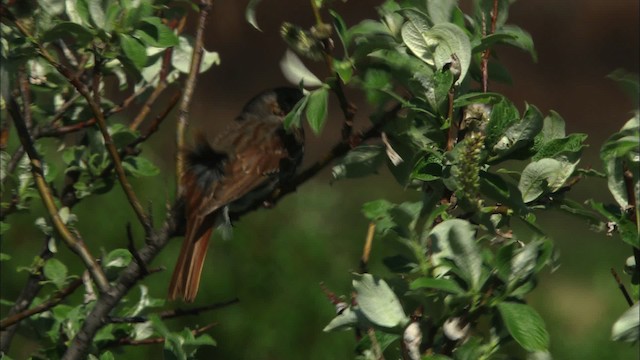 Fox Sparrow (Red) - ML474460