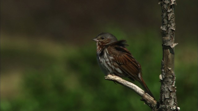 Fox Sparrow (Red) - ML474461