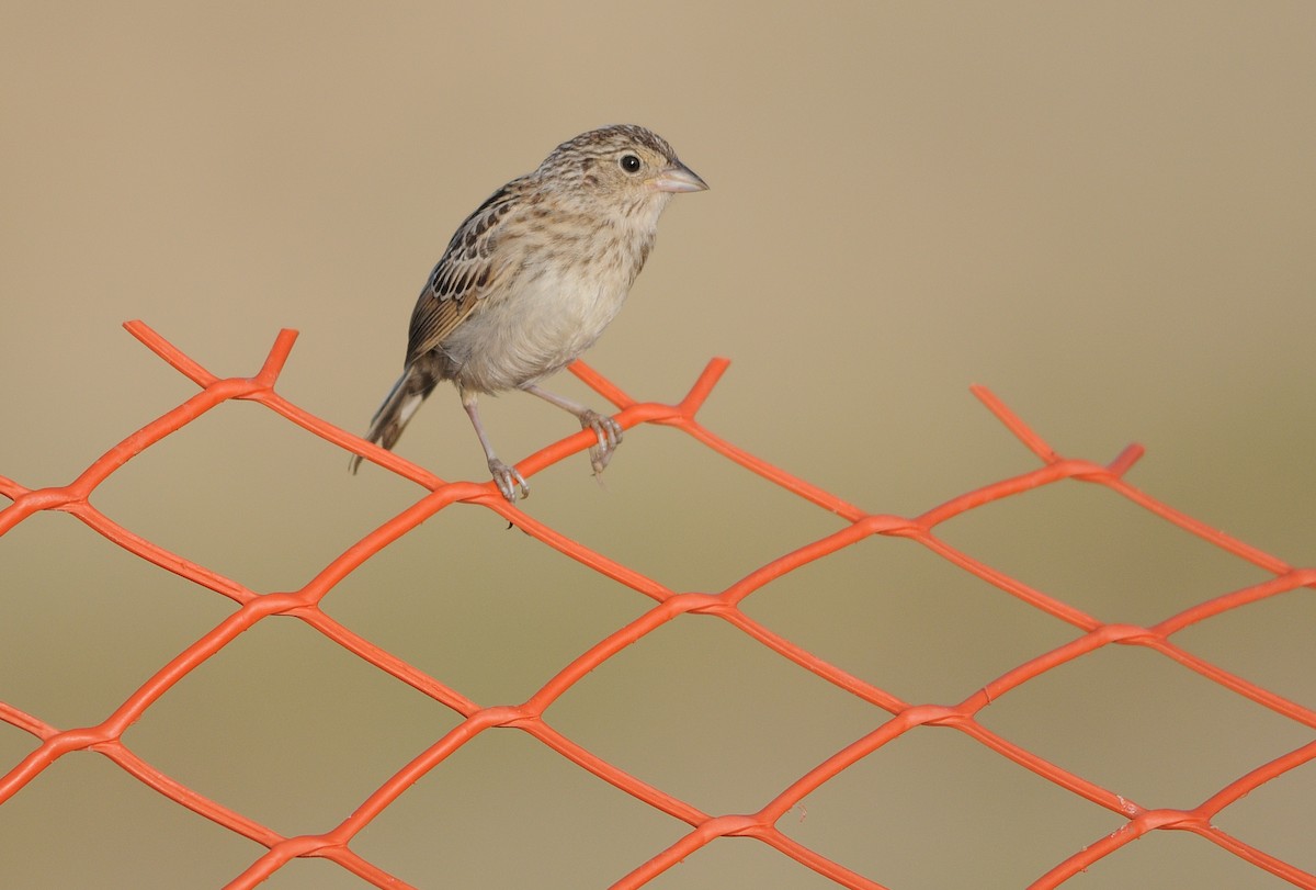 Grasshopper Sparrow - ML474461201