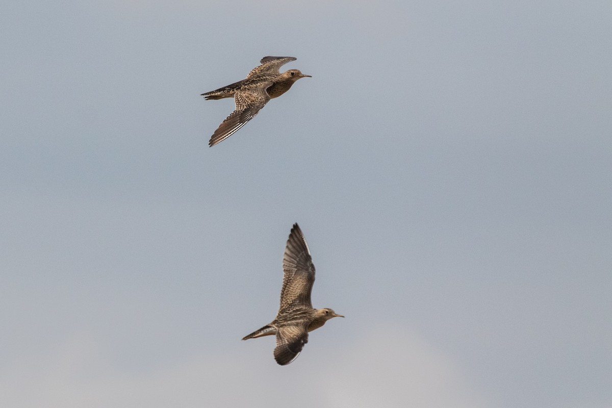 Upland Sandpiper - ML474462191