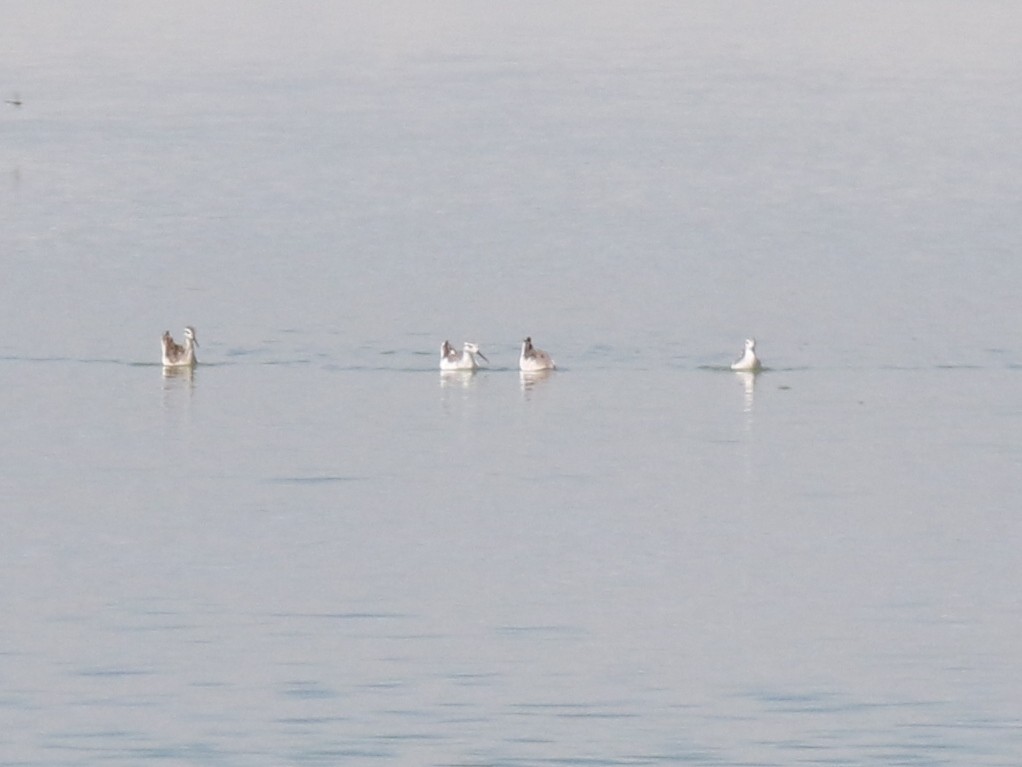 Phalarope de Wilson - ML474462371