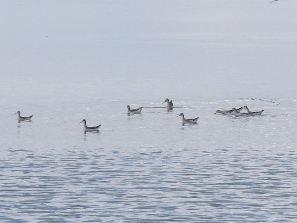 Phalarope de Wilson - ML474462551