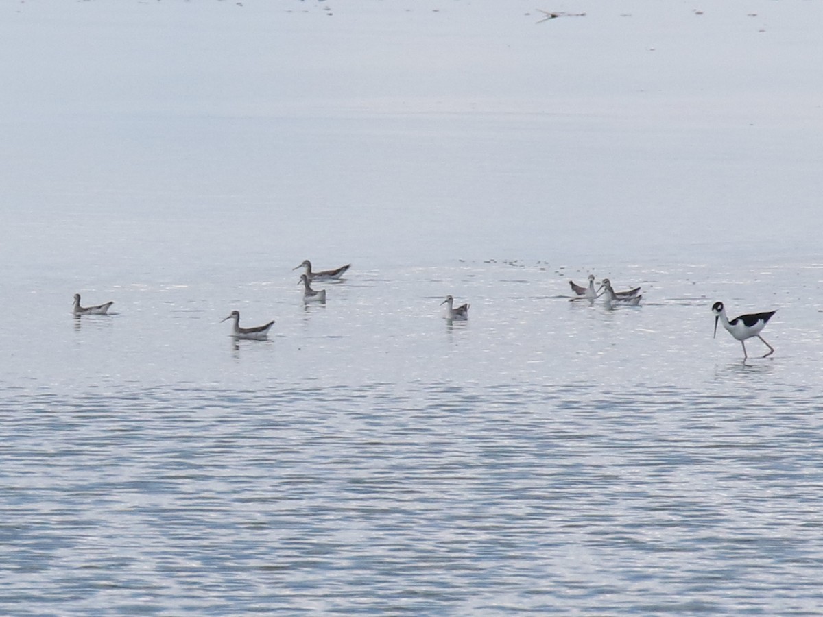 Phalarope de Wilson - ML474462601