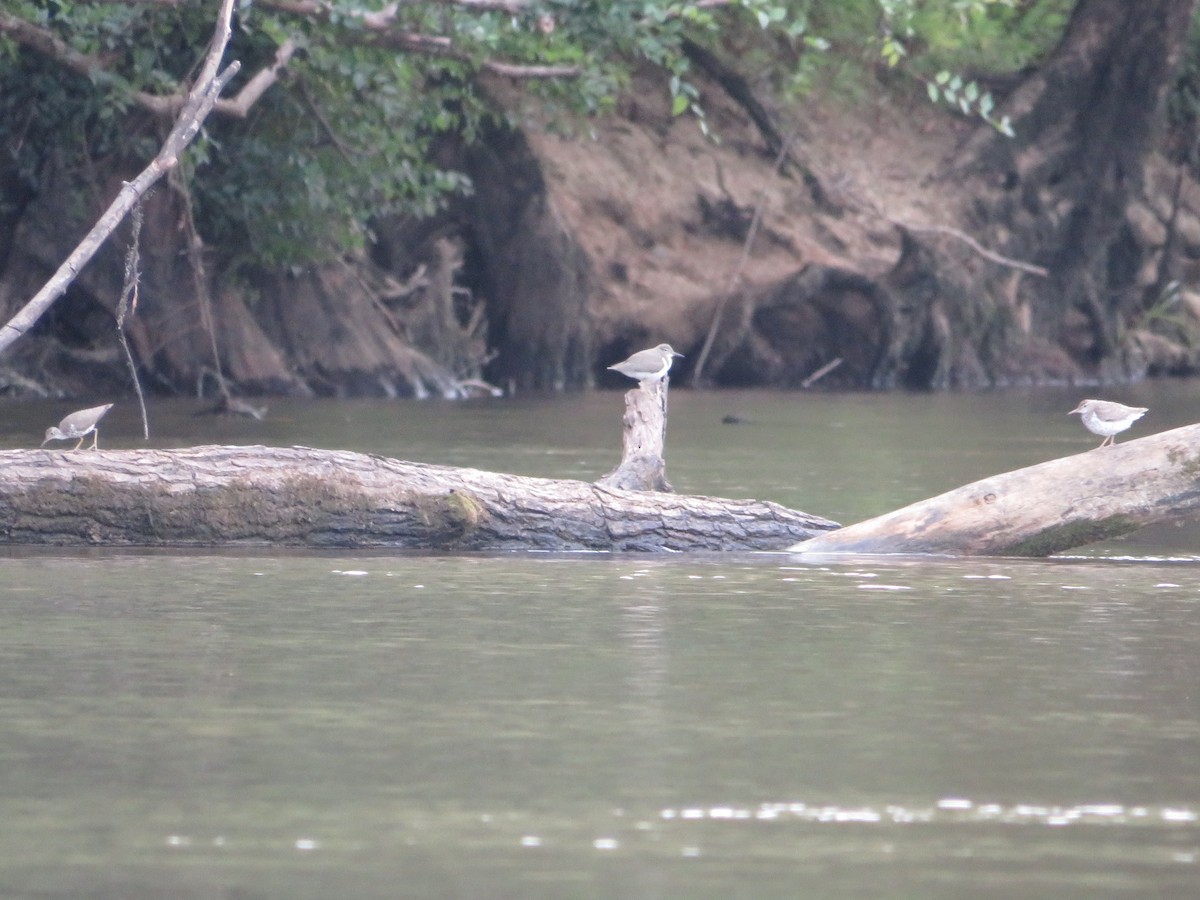 Spotted Sandpiper - ML474463781