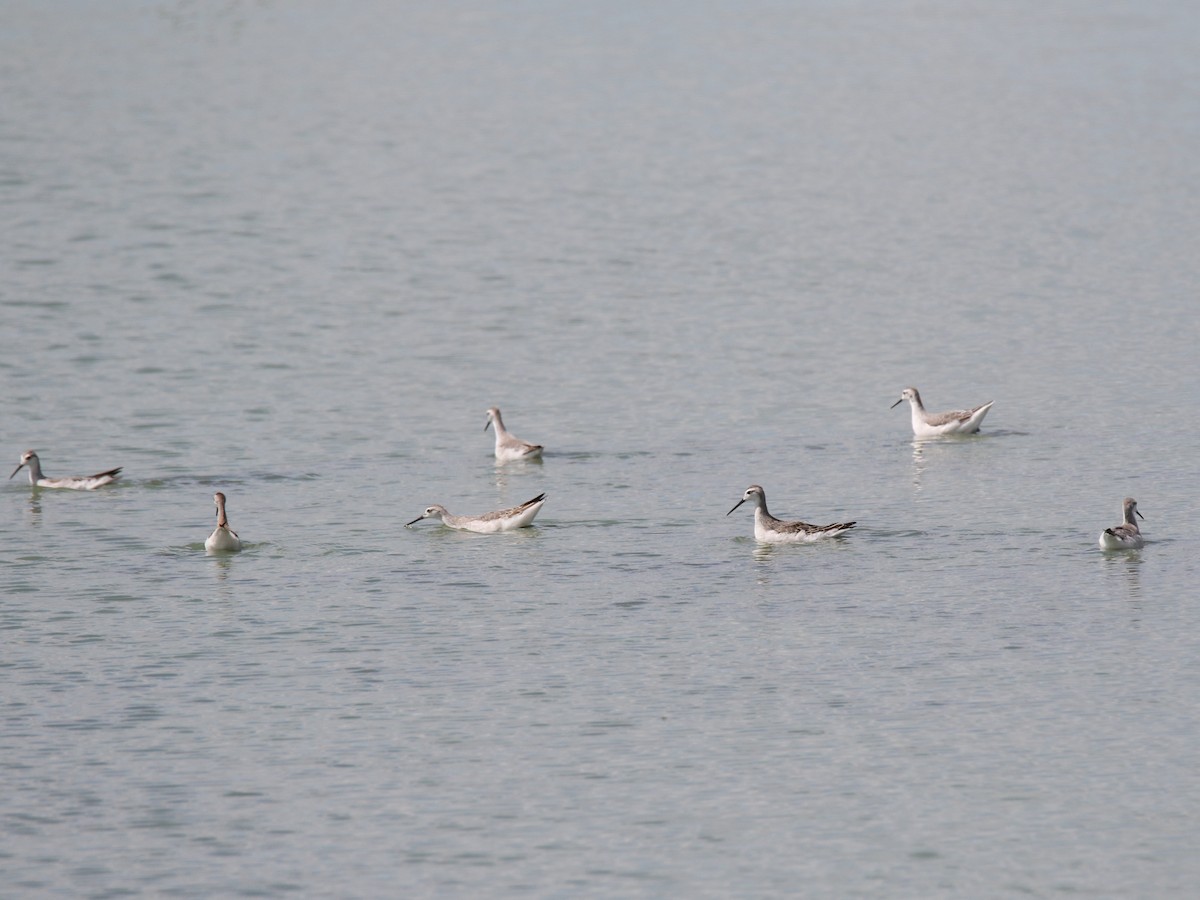 Phalarope de Wilson - ML474463871