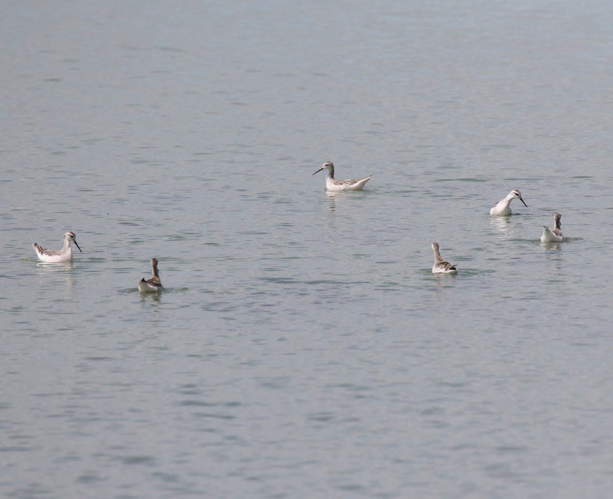 Phalarope de Wilson - ML474464171