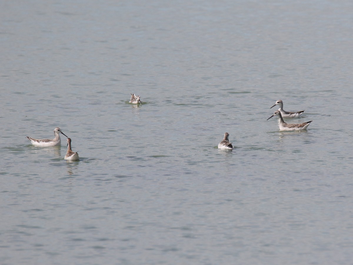 Phalarope de Wilson - ML474464201