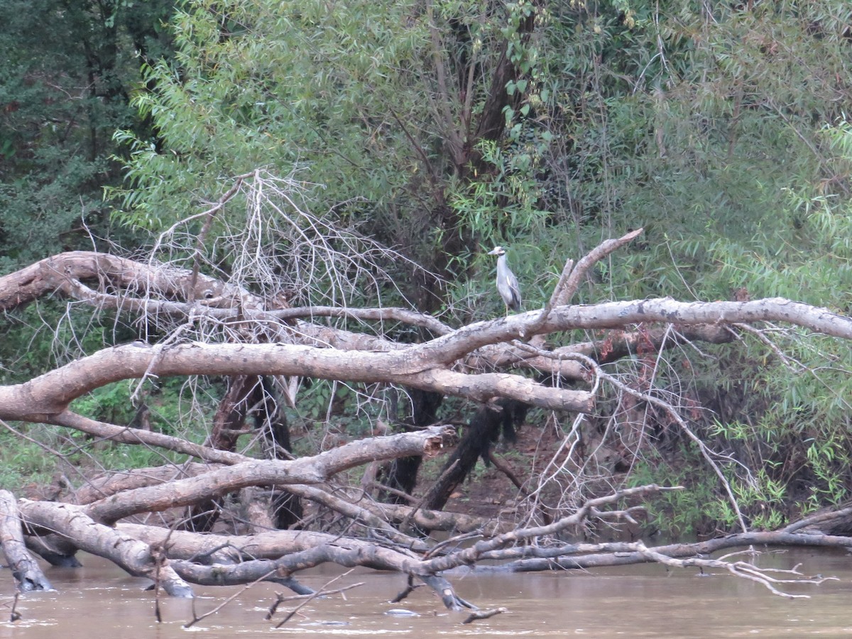 Yellow-crowned Night Heron - ML474464281