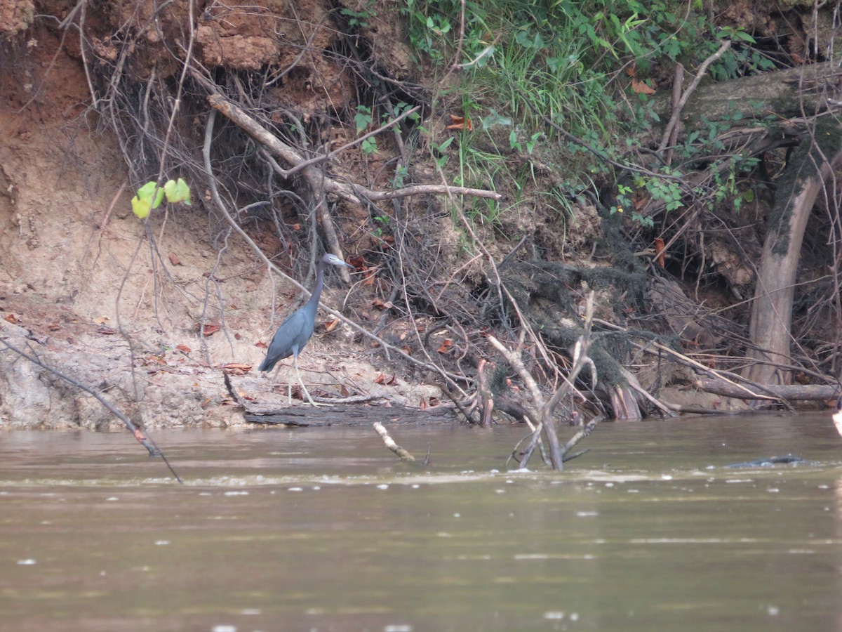 Little Blue Heron - ML474464911