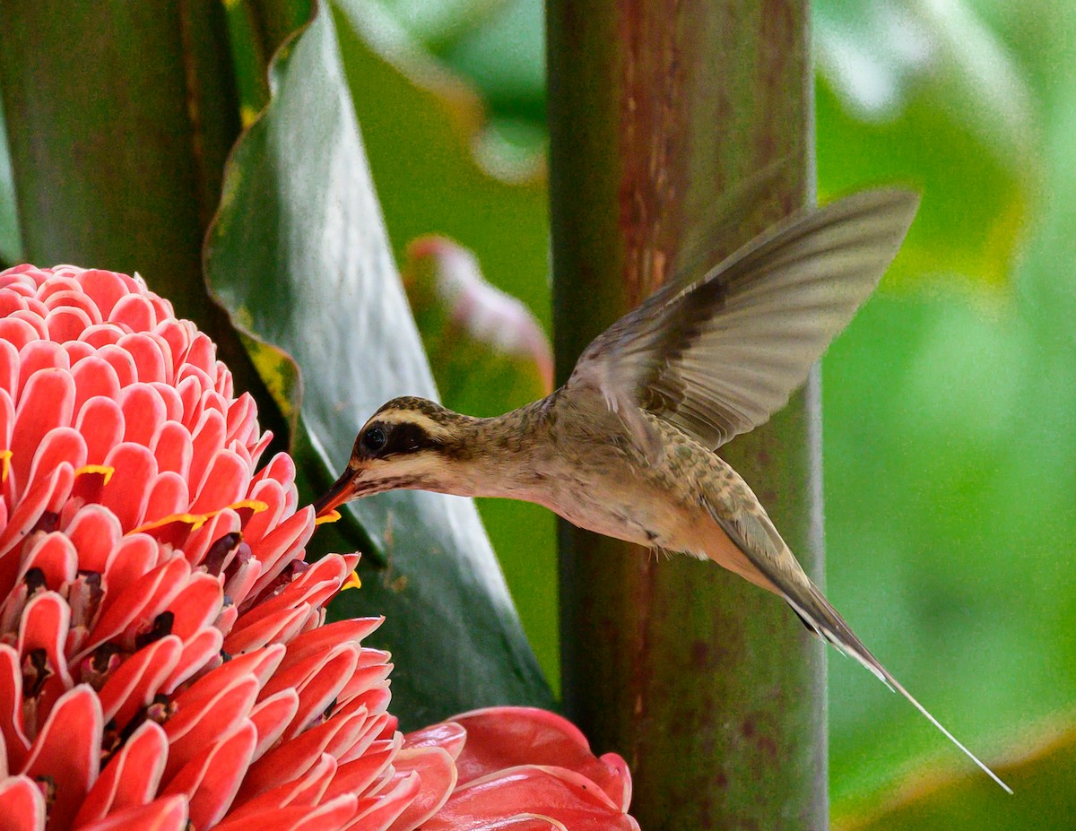 Pale-bellied Hermit - Mónica Mesa