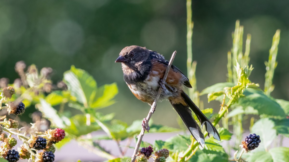 Spotted Towhee - ML474466551