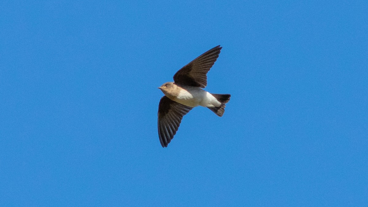Violet-green Swallow - ML474466561