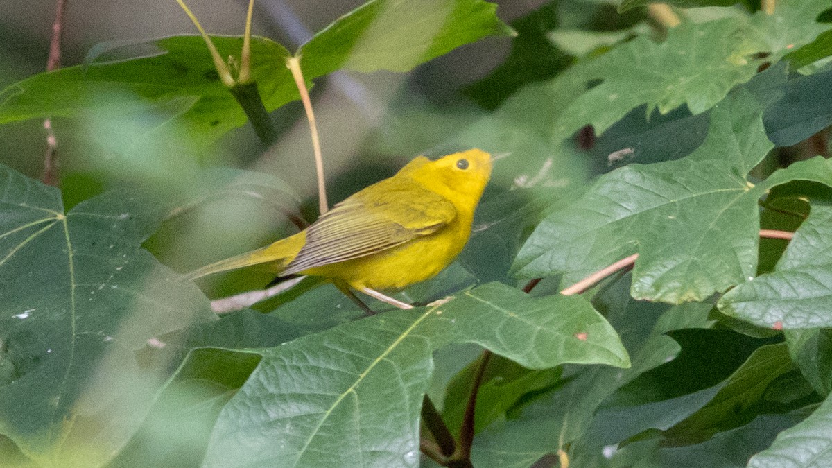 Wilson's Warbler - ML474466581