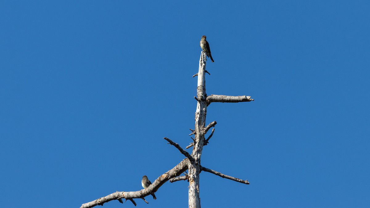 Olive-sided Flycatcher - ML474466601