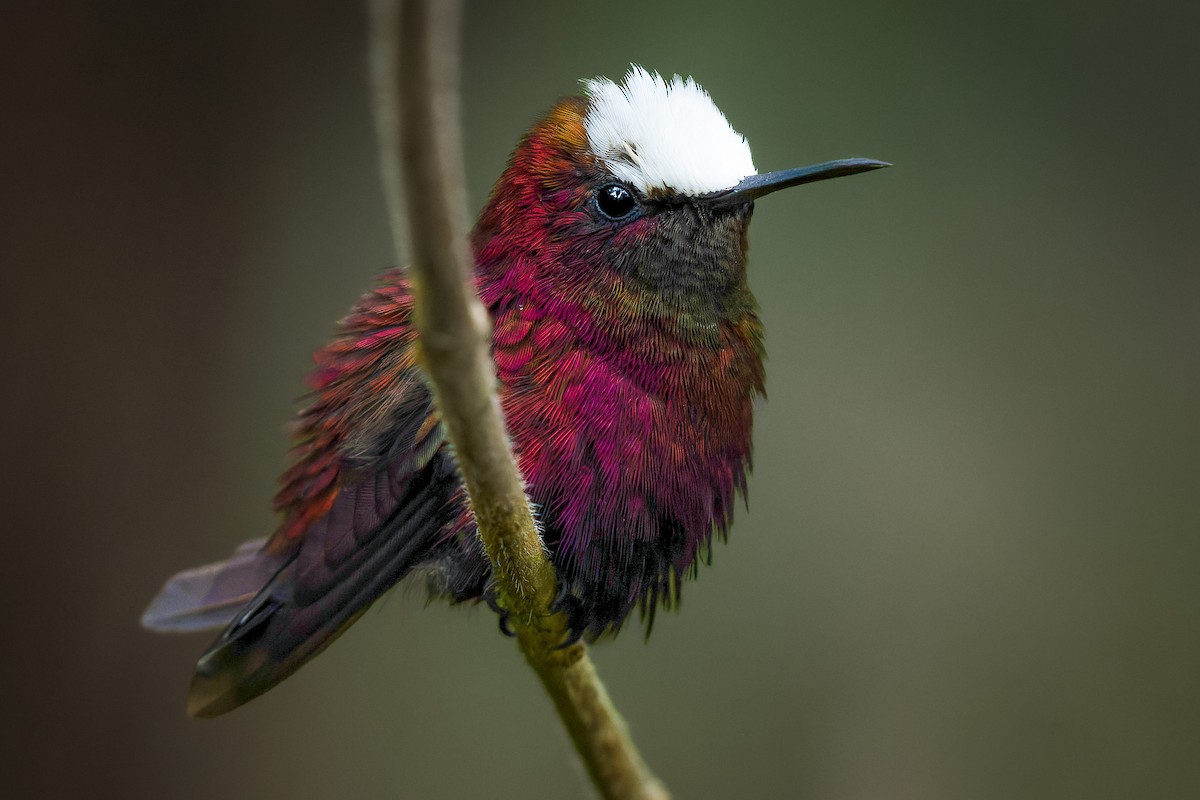 Белошапочный колибри - ML474466911