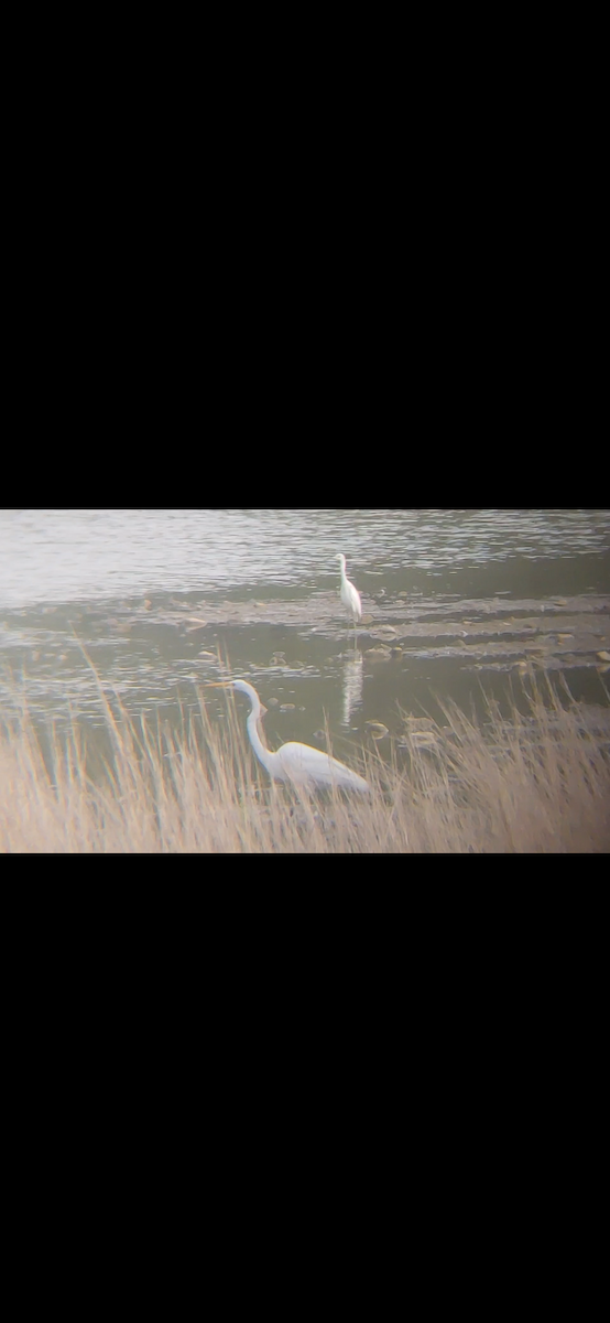 Little Blue Heron - ML474467711