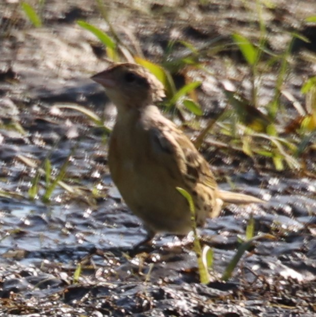 Bobolink - David Cunningham