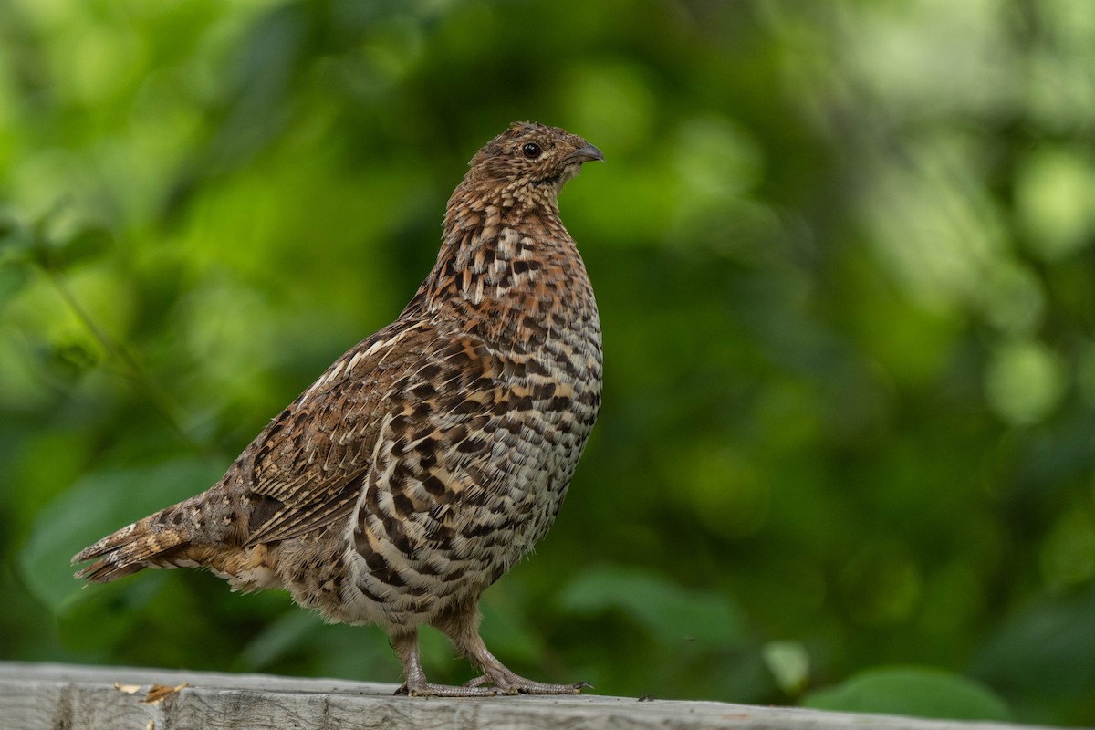 Ruffed Grouse - ML474468481