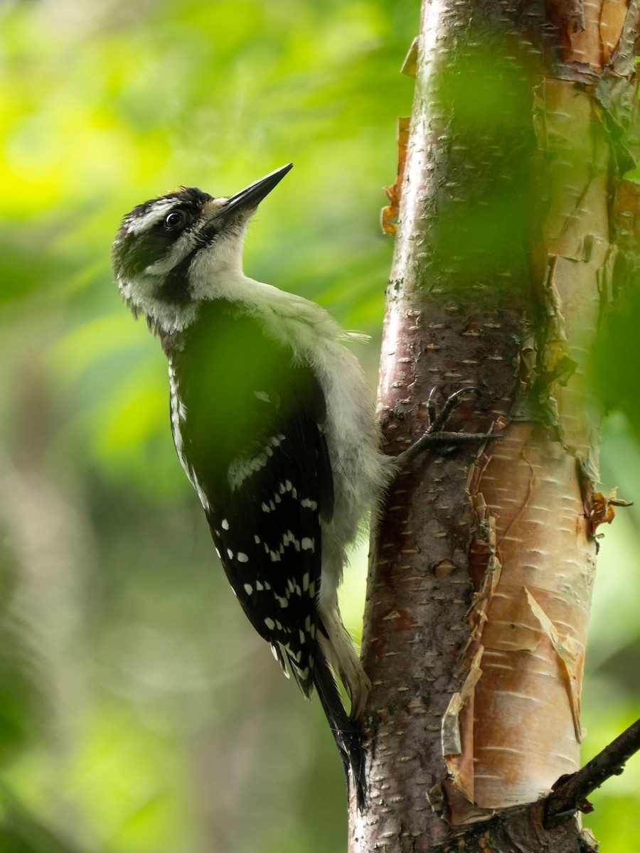 Hairy Woodpecker - ML474468531