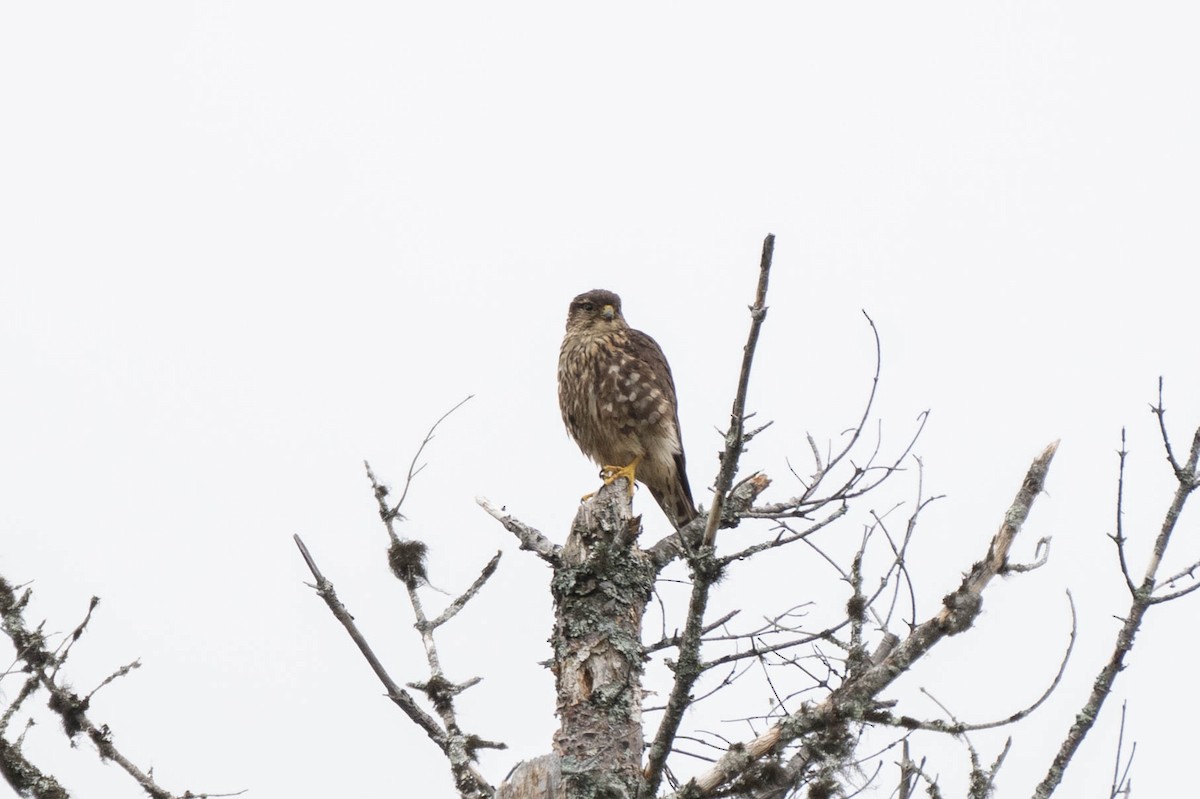 Merlin - ML474468561
