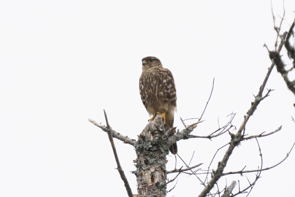 Merlin - ML474468571